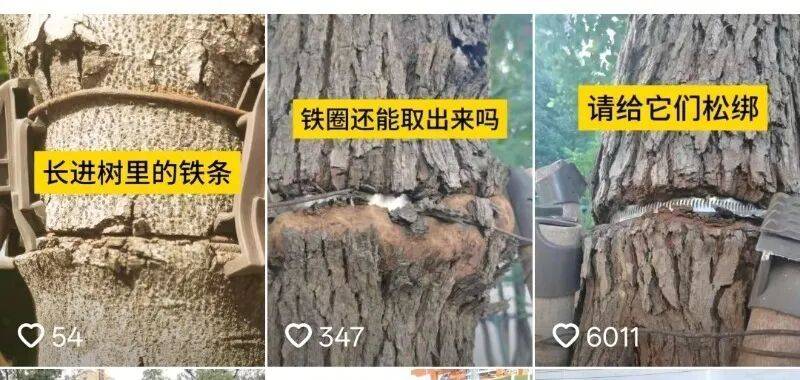 金属卡箍嵌进树里<strong></p>
<p>下载一点资讯到桌面</strong>,苏州一网民发视频喊话相关部门给树木“松绑” !当地回应:已全部拆除