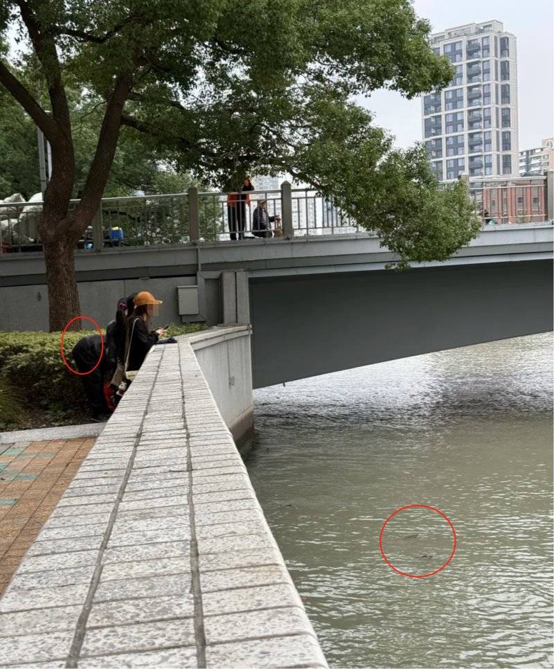 上海苏州河有人放生牛蛙?当地回应:严禁放生外来物种<strong></p>
<p>黄埔一号v军校资讯</strong>,市民可提供相关线索