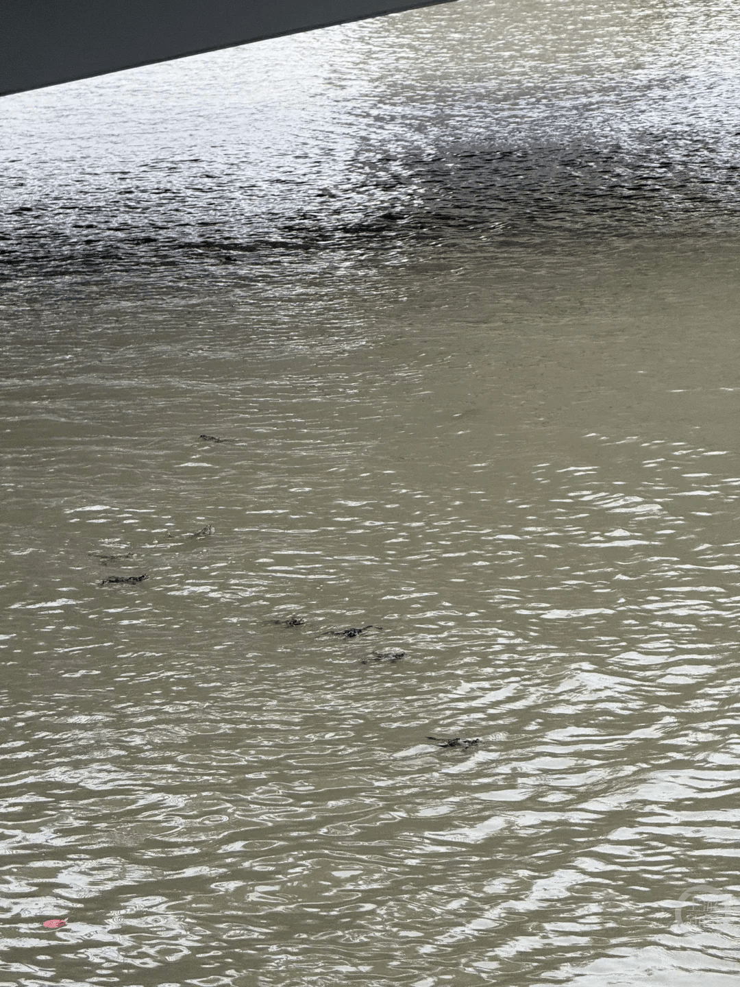 上海苏州河有人放生牛蛙?当地回应:严禁放生外来物种<strong></p>
<p>黄埔一号v军校资讯</strong>,市民可提供相关线索