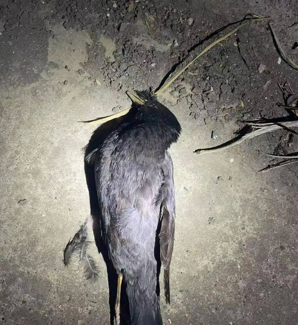 打开冰箱后民警懵了<strong></p>
<p>灵通资讯电子版手机版</strong>!男子"攒"了44只国家保护动物,供自己食用...