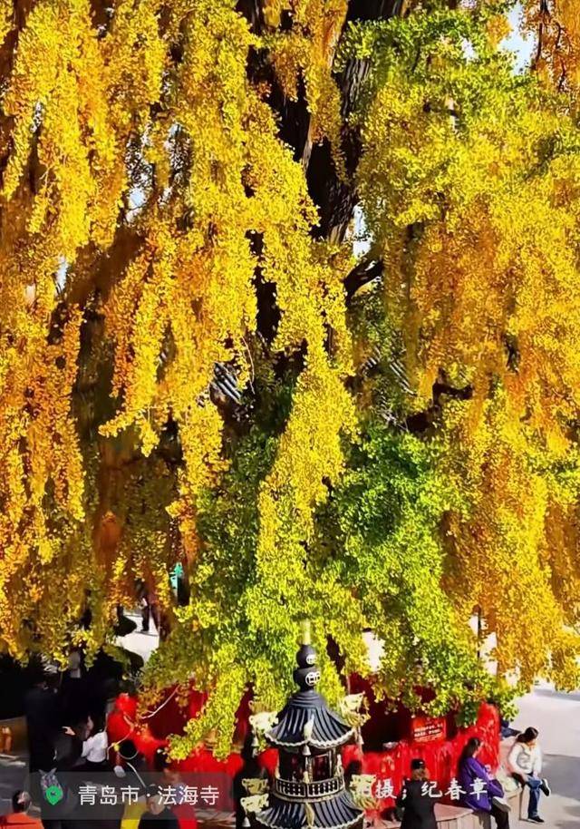 错过等一年!青岛1600岁“银杏王”满树金黄<strong></p>
<p>林俊杰微博</strong>,打卡的人“鼓”了