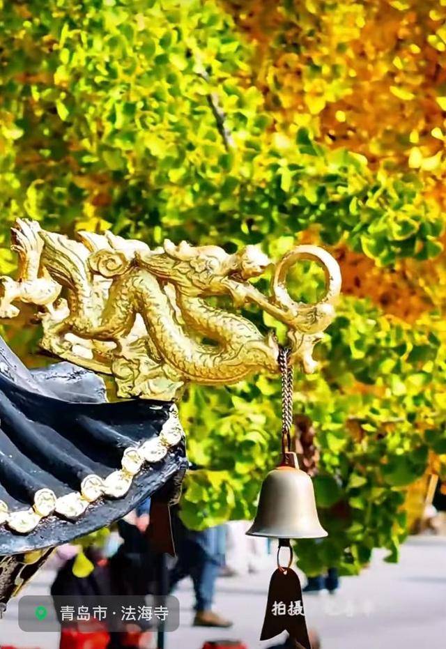 错过等一年!青岛1600岁“银杏王”满树金黄<strong></p>
<p>林俊杰微博</strong>,打卡的人“鼓”了