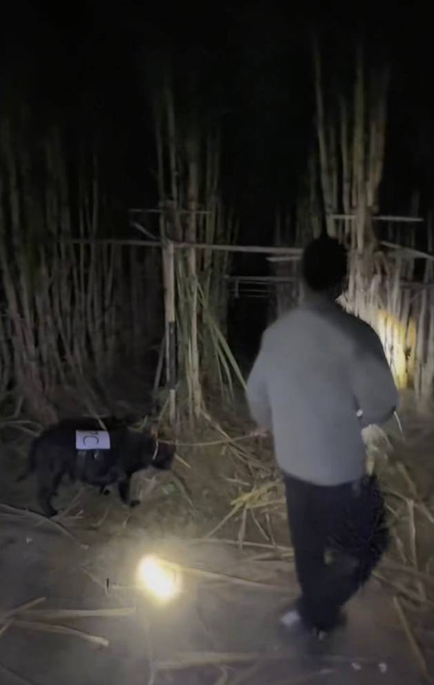 四川一甘蔗地推出“9.9元偷甘蔗”活动<strong></p>
<p>苏州盈天地资讯科技有限公司</strong>,老板:人很多,打算增加npc