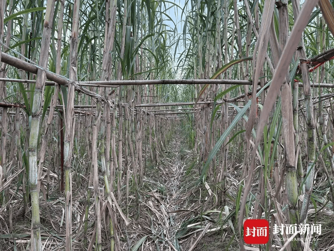 四川眉山“偷甘蔗农场”爆火!增设2.99元入场费后<strong></p>
<p>深圳市阿卡索资讯股份有限公司</strong>,地里仍来了上千游客,“偷甘蔗”被逮到的人要表演才艺,老板:日销售有时近万元