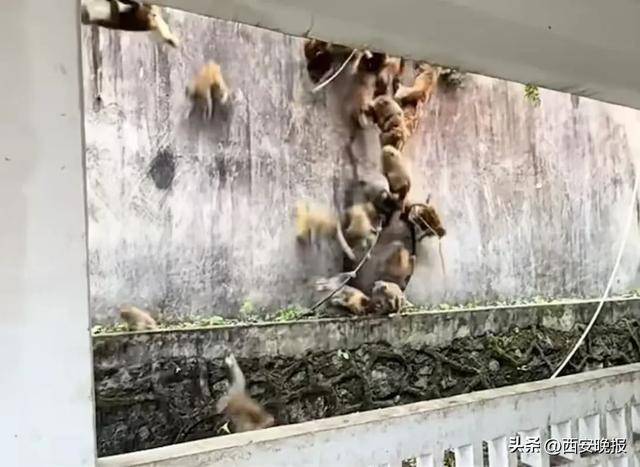 贵州一景区“下猴子雨”<strong></p>
<p>网资讯</strong>，园方：正常情况