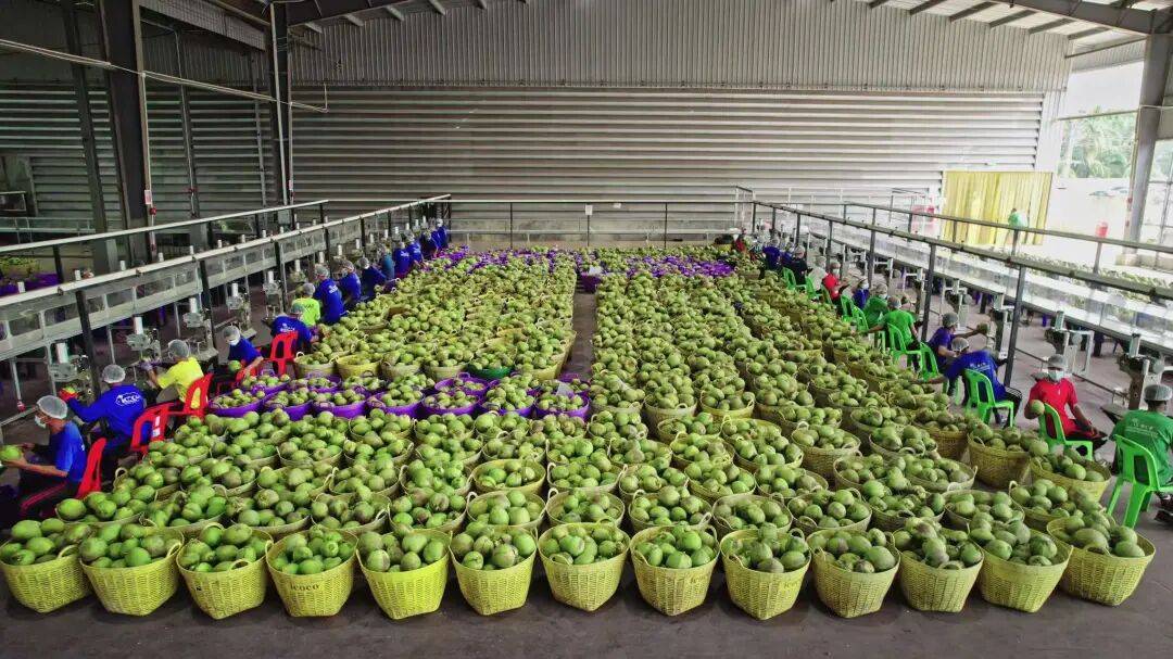 椰子水之外<strong></p>
<p>资讯点</strong>，大公司争夺40亿元生椰市场