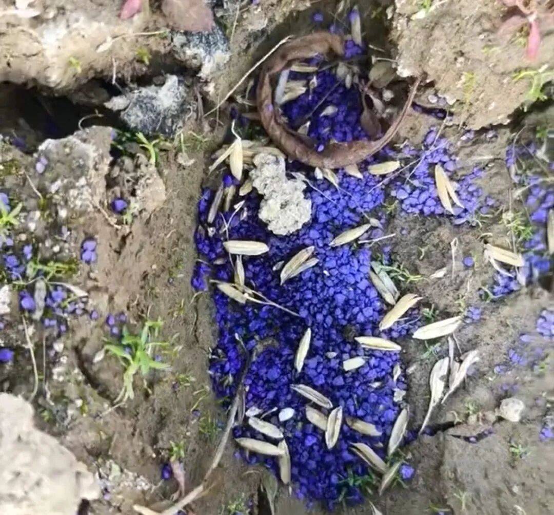 江西余干警方通报：3人疑似在鄱阳湖湿地毒害野生动物<strong></p>
<p>资讯下载</strong>，已采取刑事强制措施