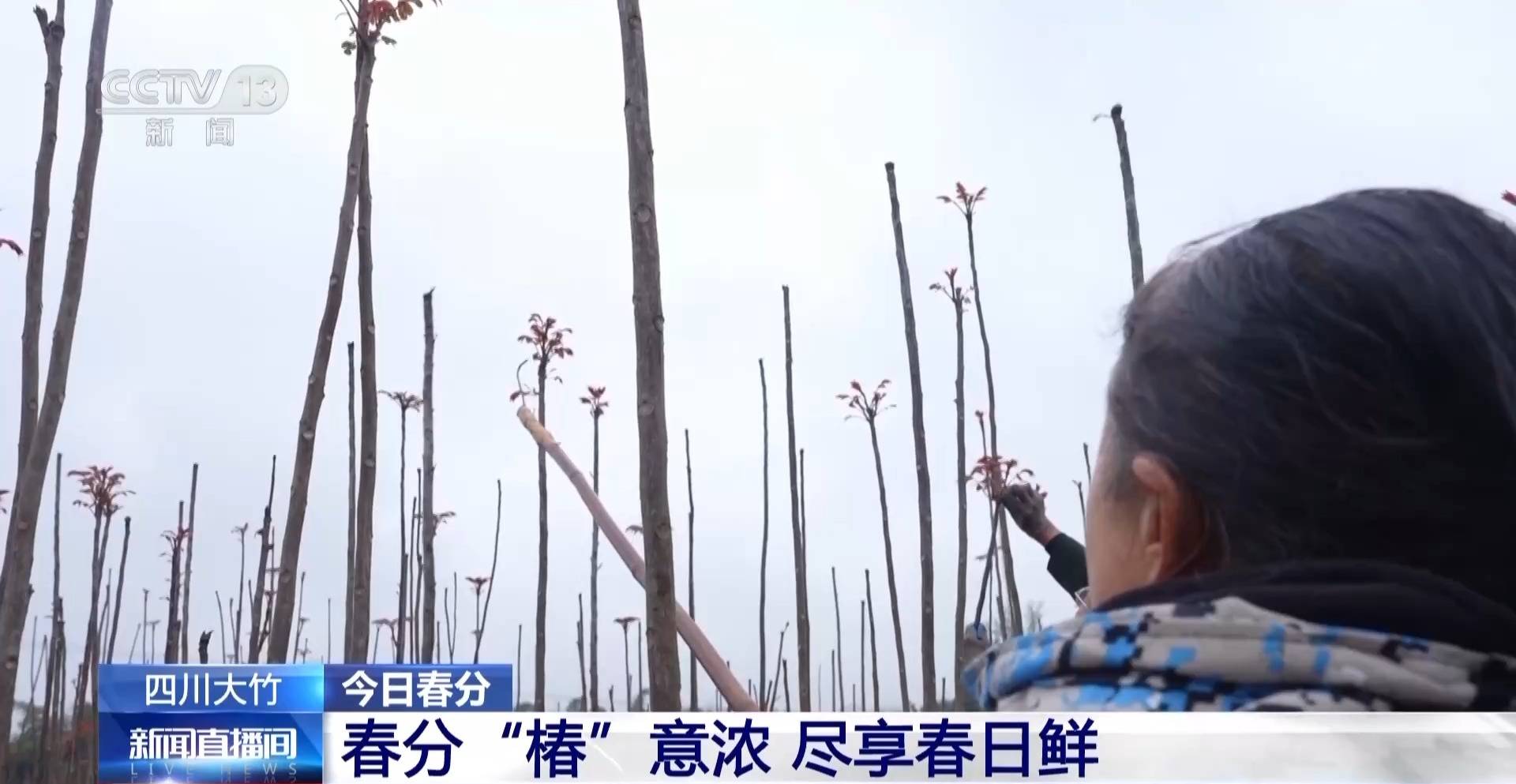 蒸、煎、拌、酿……一口鲜菜如何“锁”住春天<strong></p>
<p>怎么关闭资讯</strong>？